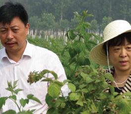 新乡市政协副主席、封丘县委书记李晖在生命果有机树莓种植基地考察指导